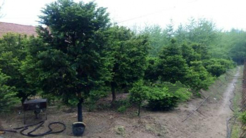 北戴河紅豆杉癌癥康養(yǎng)樂園