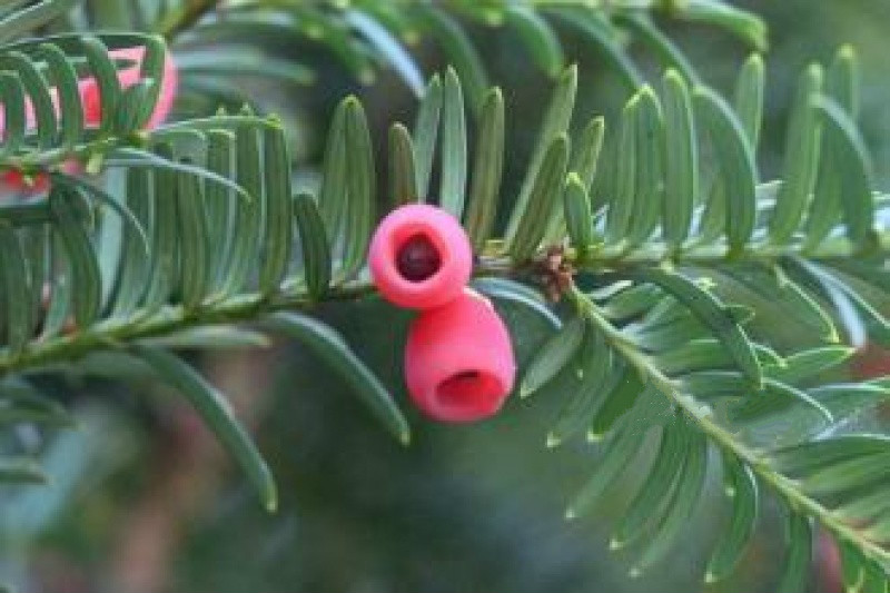 北戴河紅豆杉癌癥康養(yǎng)樂園