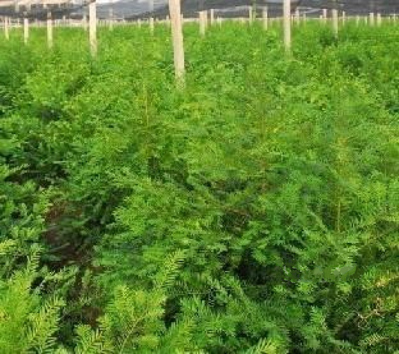 北戴河紅豆杉癌癥康養(yǎng)樂園