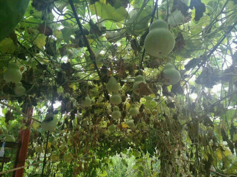 哈爾濱道里區(qū)機場路新農(nóng)鎮(zhèn)冠誠老年公寓