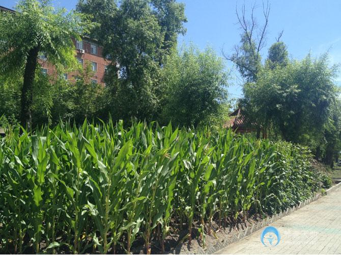 齊齊哈爾市夕陽(yáng)紅托養(yǎng)院