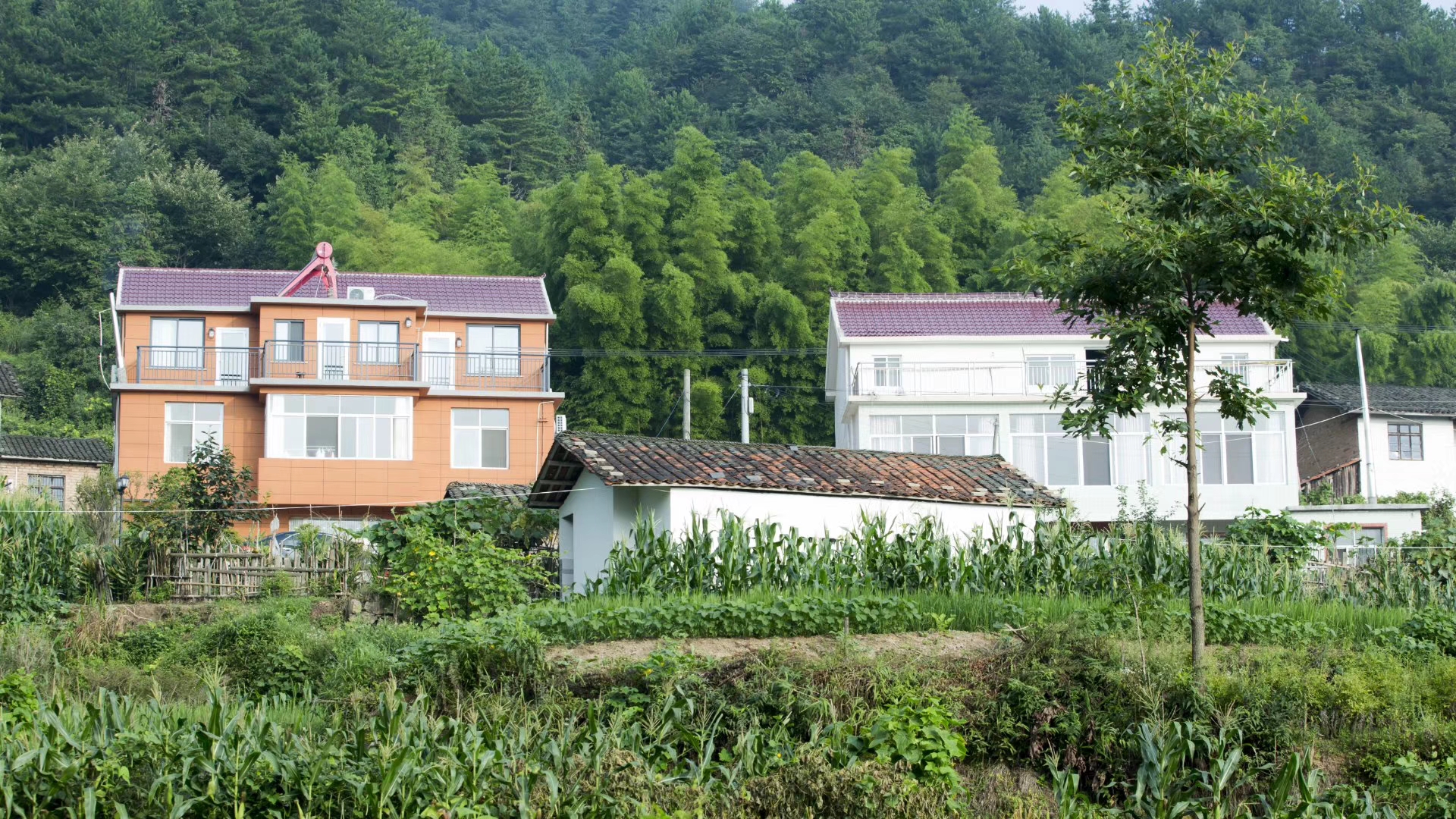 安徽岳西大別山康養(yǎng)基地