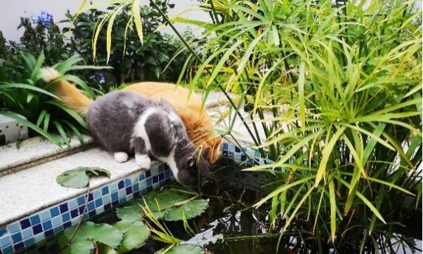 成都愛恩康養(yǎng)大熊貓基地醫(yī)養(yǎng)服務(wù)綜合體