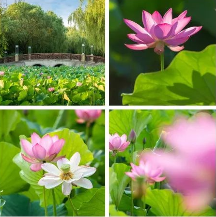 1545462775518089901.png QQ截圖20181222150622.png