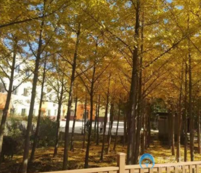 1608859378860056814.png image.png